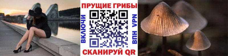 Галлюциногенные грибы Psilocybe  Эртиль 